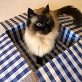 Entry image for Snuggles