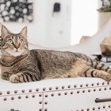 Entry image for Gemma 