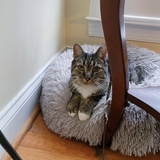 Entry image for Stripes