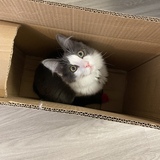 Entry image for Gizmo