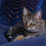 Entry image for Winston