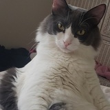 Entry image for Harrison