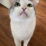 Entry image for Little Sir