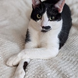 Entry image for Mustacheo