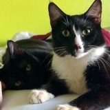 Entry image for Black Star & Tuxedo