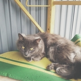 Entry image for Wolfie