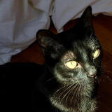 Entry image for Finnegan