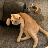 Entry image for Sir YowlsALot