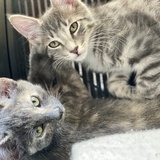 Entry image for Finch and Nara