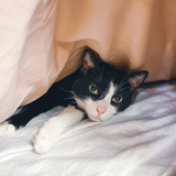 Entry image for Charles