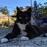 Entry image for Tesla