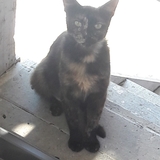 Entry image for Slim Black