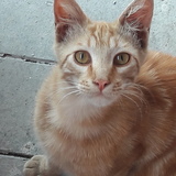 Entry image for Orangesickle