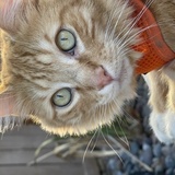 Entry image for Motley