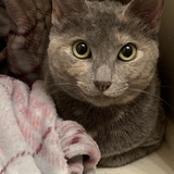 Entry image for Momma Daisy💜🌼