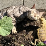 Entry image for Buddy & Rexx