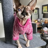 Entry image for Gracie