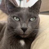 Entry image for Pearl