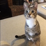 Entry image for Toad