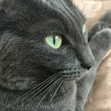 Entry image for Molly