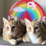 Entry image for Binx and Ashoka