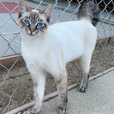 Entry image for Pipi