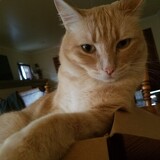 Entry image for Canelo