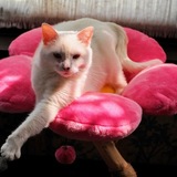 Entry image for Leeloo