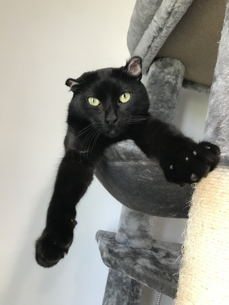 Entry image for Neo. Clicking this image will show a larger photo