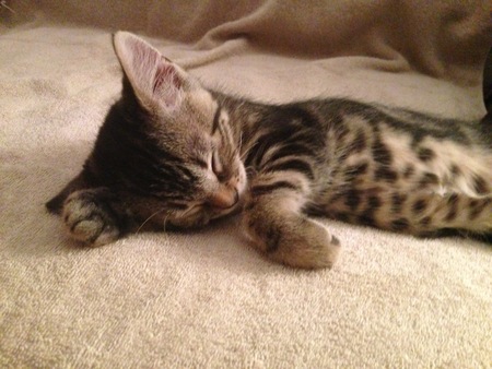 Entry image for Squeak. Clicking this image will show a larger photo