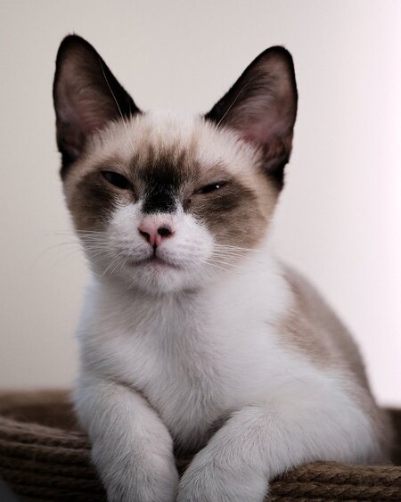 Entry image for Cinnamon Toast Crunch. Clicking this image will show a larger photo