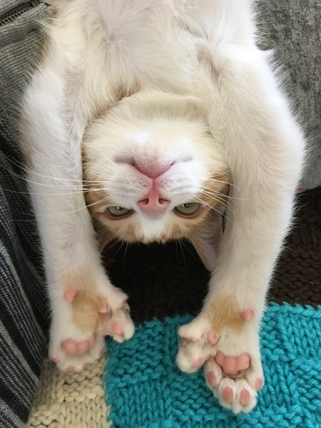 Entry image for Archie. Clicking this image will show a larger photo