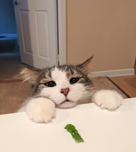 Entry image for Benji. Clicking this image will show a larger photo