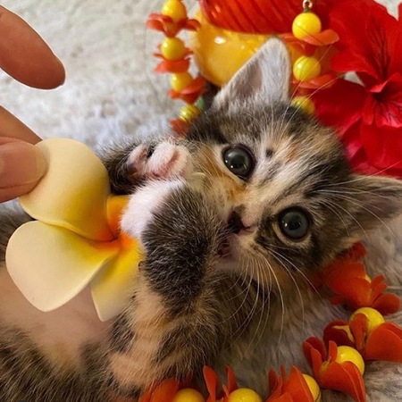 Entry image for Butterfly . Clicking this image will show a larger photo