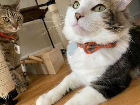 Entry image for Mannie & Riot. Clicking this image will show a larger photo