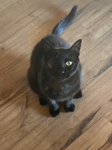 Entry image for Bentley. Clicking this image will show a larger photo