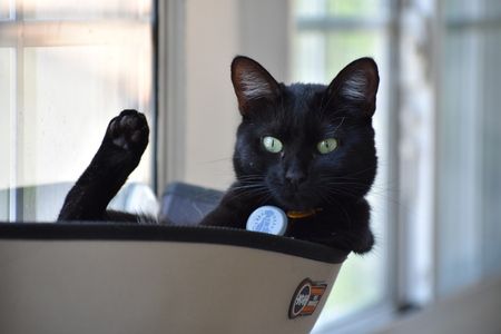 Entry image for Bernadette (Bernie) Harriet Chenoweth. Clicking this image will show a larger photo