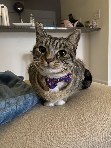 Entry image for Cleo. Clicking this image will show a larger photo