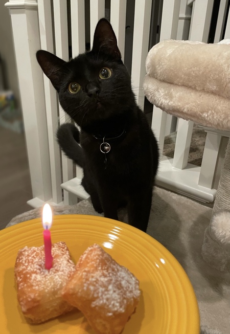 Entry image for Beignet. Clicking this image will show a larger photo