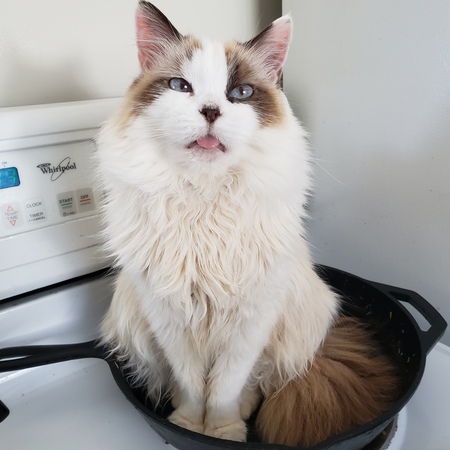 Entry image for Blanche. Clicking this image will show a larger photo