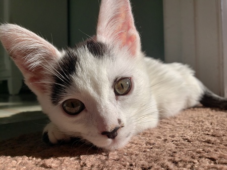 Entry image for Nike. Clicking this image will show a larger photo