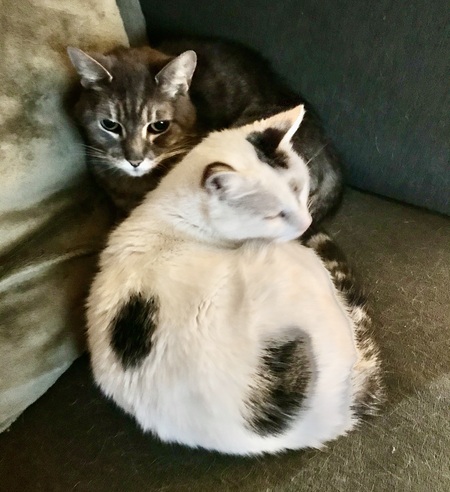 Entry image for Champ & Baby. Clicking this image will show a larger photo