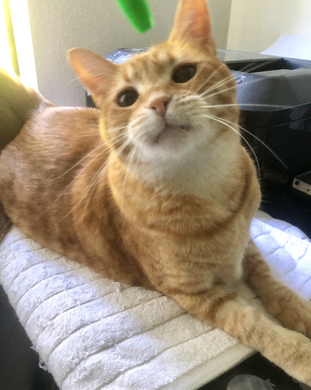 Entry image for Ollie. Clicking this image will show a larger photo