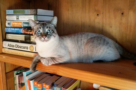 Entry image for Teddy. Clicking this image will show a larger photo