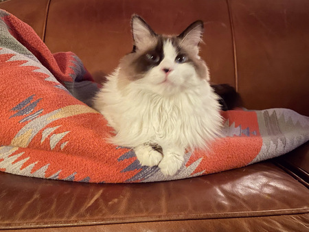 Entry image for Calypso . Clicking this image will show a larger photo