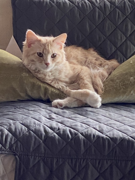 Entry image for Monty. Clicking this image will show a larger photo