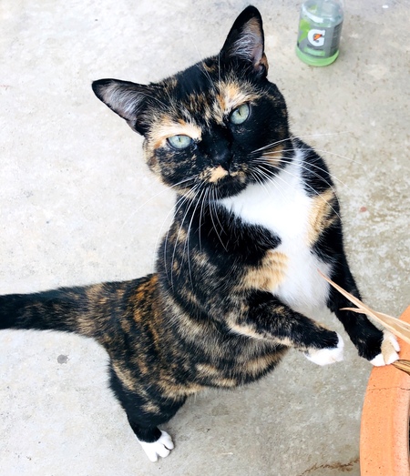 Entry image for Olive. Clicking this image will show a larger photo