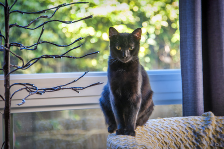 Entry image for Forest. Clicking this image will show a larger photo