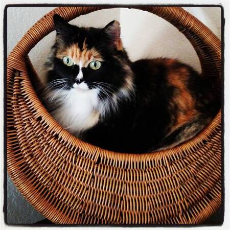 Entry image for Alice. Clicking this image will show a larger photo