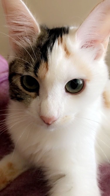 Entry image for Lulu. Clicking this image will show a larger photo